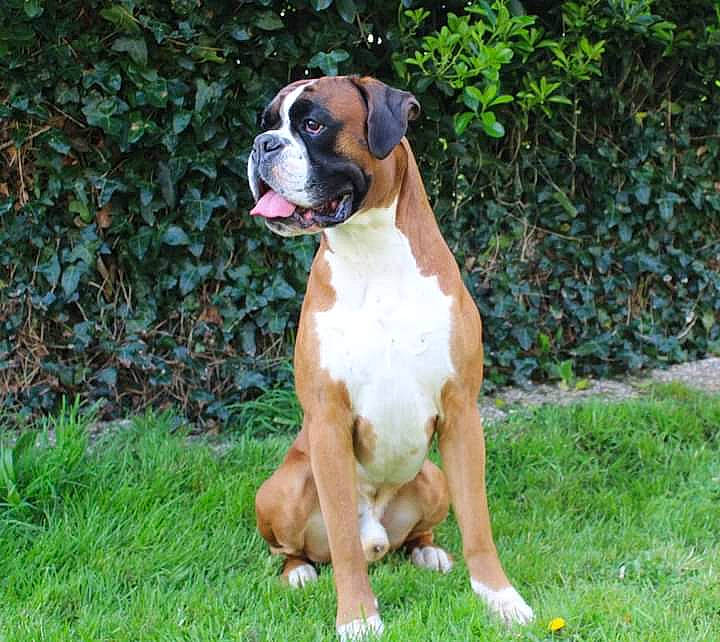 Pavel participe au concours pour gagner de l'argent avec cette photo : ancient_dog_breeds, boxer, canidae, carnivore, companion_dog, dog, dog_breed, fawn, grass, groundcover, hunting_dog, liver, molosser, non_sporting_group, plant, snout, sporting_group, tail, working_animal, working_dog
