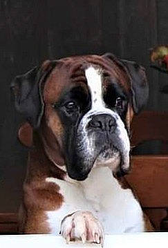 Pavel a rejoint le concours — aidez-le/la à gagner de superbes lots ! ancient_dog_breeds, bored, boxer, canidae, carnivore, companion_dog, dog, dog_breed, dog_collar, fawn, giant_dog_breed, non_sporting_group, plant, snout, sporting_group, whiskers, window, working_animal, working_dog, wrinkle