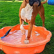 Tibie-rose a rejoint le concours — aidez-le/la à gagner de superbes lots ! animal, backyard, boxer, bulldog, canine, dog, face, grass, hottub, lawn, nature, outdoors, pet, plant, pool, pottedplant, summer, tub, water, yard