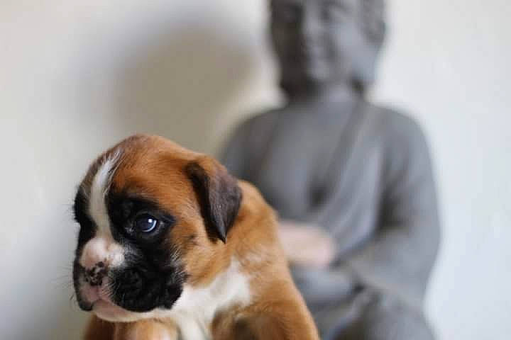 Tibie-rose a rejoint le concours — aidez-le/la à gagner de superbes lots ! bored, canidae, carnivore, comfort, companion_dog, dog, dog_breed, fawn, fur, non_sporting_group, paw, puggle, snout, sporting_group, terrestrial_animal, toy_dog, whiskers, working_animal, working_dog, wrinkle