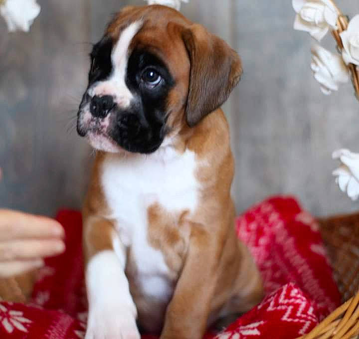 Tibie-rose a rejoint le concours — aidez-le/la à gagner de superbes lots ! ancient_dog_breeds, canidae, carnivore, companion_dog, dog, dog_breed, fawn, fur, liver, non_sporting_group, plant, puppy, sporting_group, terrestrial_animal, whiskers, working_dog, wrinkle