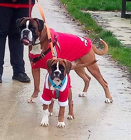 Tibie-rose participe au concours pour gagner de l'argent avec cette photo : bulldog, canidae, carnivore, collar, companion_dog, concrete, dog, dog_breed, dog_collar, dog_supply, dog_walking, fashion_accessory, fawn, leash, pet_supply, plant, sidewalk, snout, sporting_group, working_animal