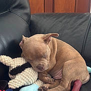 Marley a rejoint le concours — aidez-le/la à gagner de superbes lots ! puppy, sleeping, stuffed_toy, black_leather_couch, brown_dog, cute, pet, indoor, cozy, soft_toy, animal, resting, close_up, young_dog, paw, nap, relaxation, fur, adorable, companion