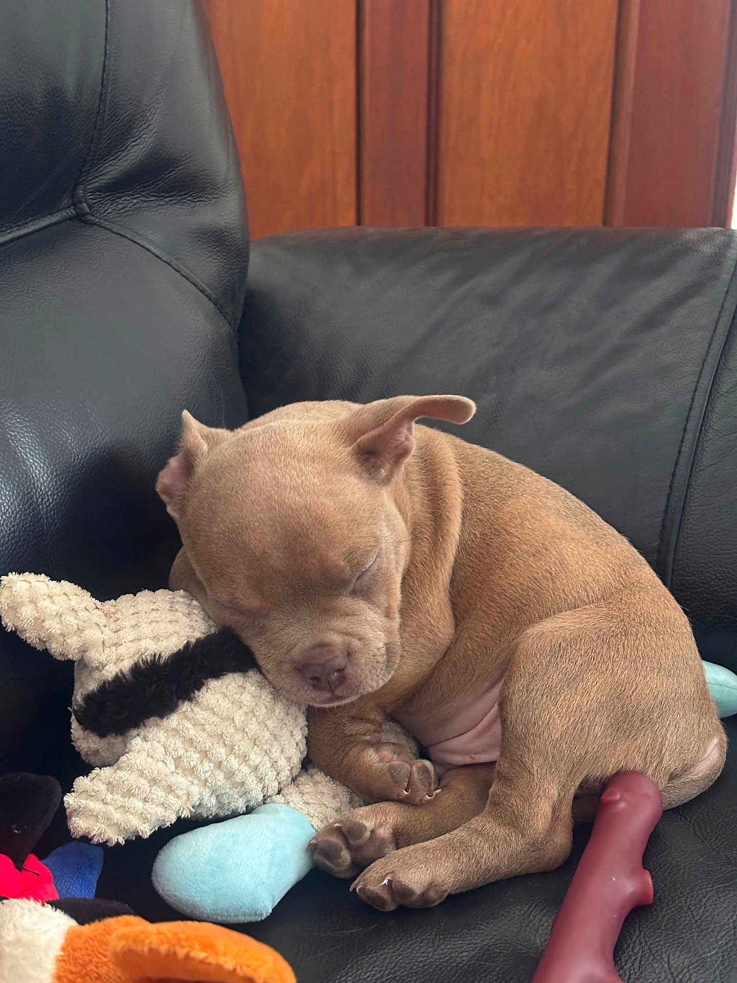 Marley a rejoint le concours — aidez-le/la à gagner de superbes lots ! puppy, sleeping, stuffed_toy, black_leather_couch, brown_dog, cute, pet, indoor, cozy, soft_toy, animal, resting, close_up, young_dog, paw, nap, relaxation, fur, adorable, companion