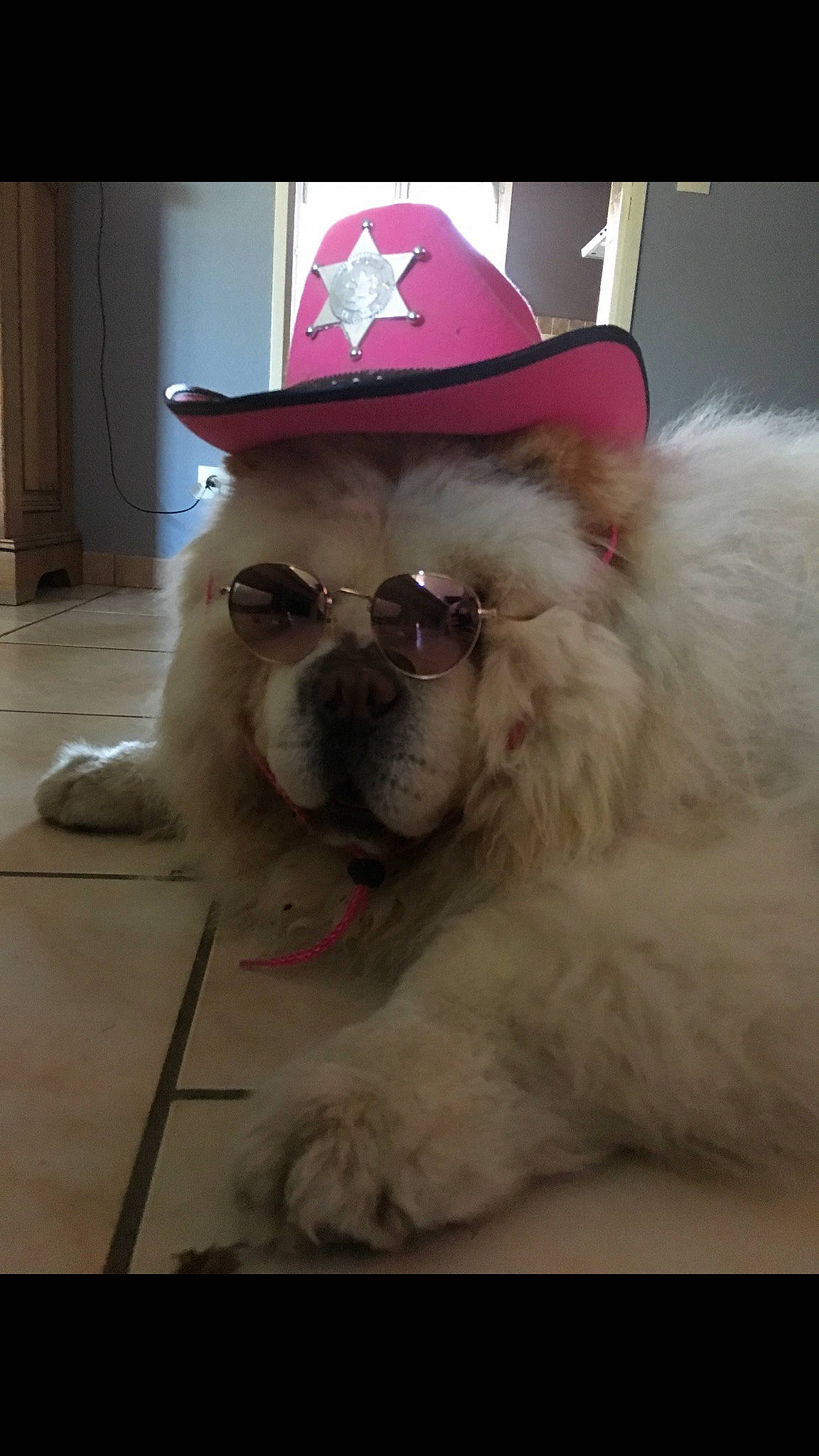 An-go participe au concours pour gagner de l'argent avec cette photo : canidae, carnivore, collar, companion_dog, dog, dog_breed, eye, eyewear, fawn, fedora, glasses, hat, nose, snout, sporting_group, sun_hat, toy_dog, vision_care, whiskers, working_animal