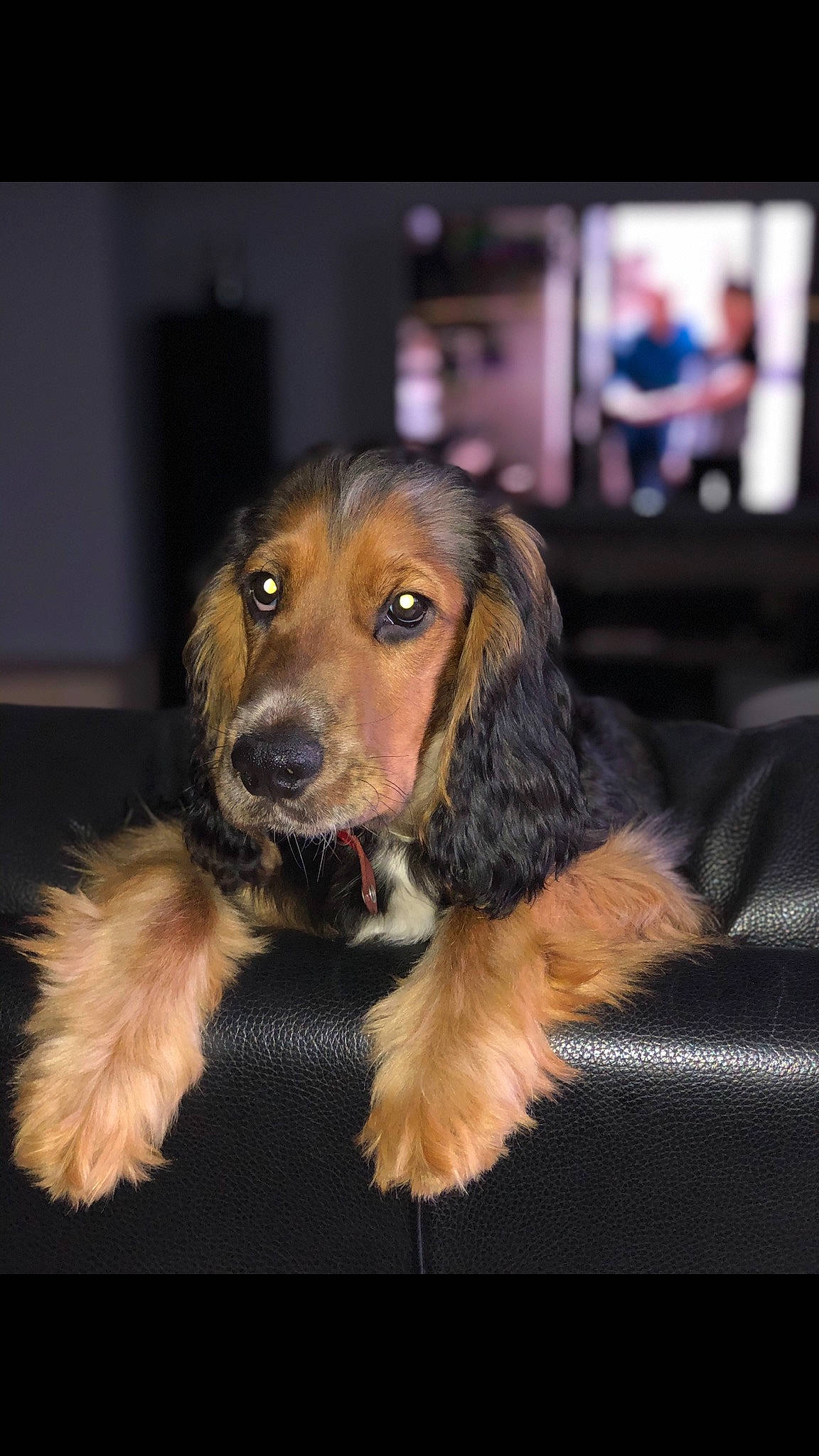 Bill participe au concours pour gagner de l'argent avec cette photo : canidae, companion_dog, dog, dog_breed, event, fur, sporting_group, whiskers, working_dog