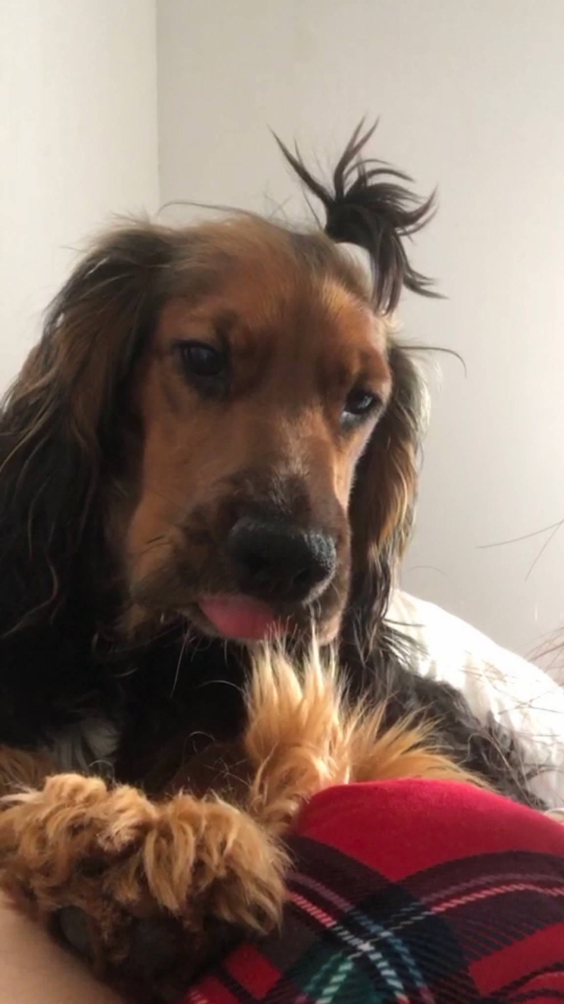 Bill participe au concours pour gagner de l'argent avec cette photo : brown_hair, canidae, carnivore, companion_dog, dog, dog_breed, dog_supply, facial_hair, fawn, fur, liver, plant, selfie, snout, spaniel, sporting_group, surfer_hair, toy_dog, whiskers, working_animal