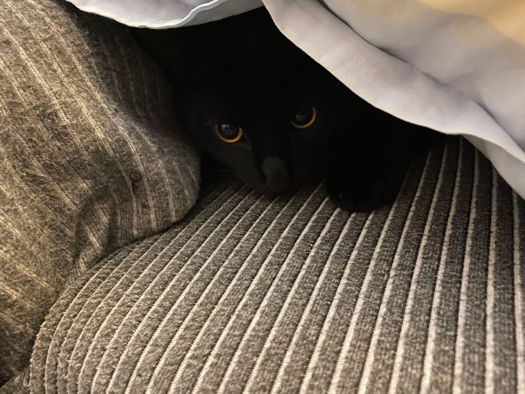 Hoper participe au concours pour gagner de l'argent avec cette photo : black_cat, carnivore, cat, comfort, domestic_short_haired_cat, felidae, fur, gesture, grey, human_leg, linens, mammal, monochrome, pattern, shadow, small_to_medium_sized_cats, snout, tail, whiskers, wood