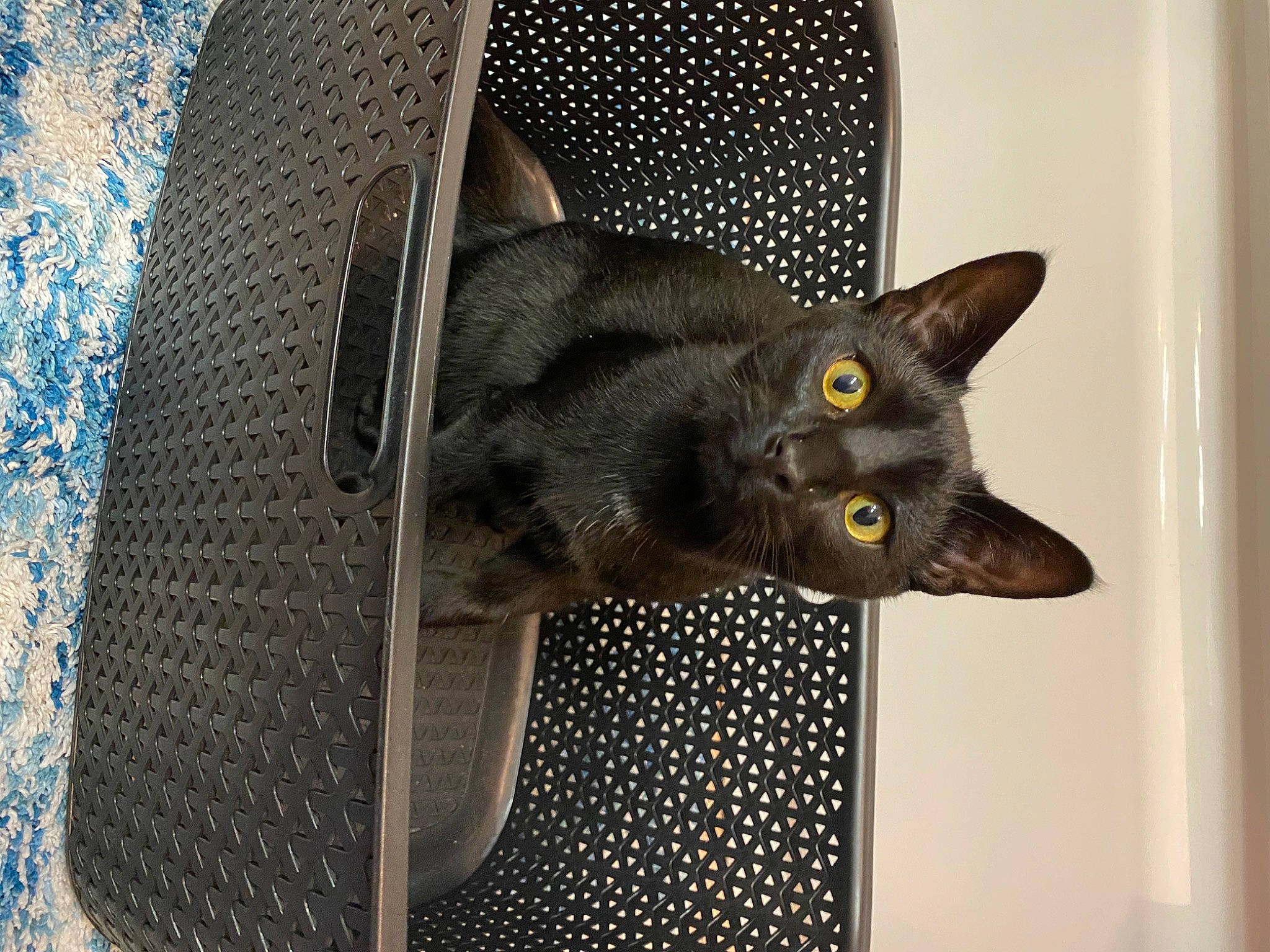 Hoper a rejoint le concours — aidez-le/la à gagner de superbes lots ! black_cat, bombay, carbon, carnivore, cat, cat_supply, domestic_short_haired_cat, electric_blue, felidae, fur, grey, havana_brown, mesh, metal, pattern, pet_supply, small_to_medium_sized_cats, snout, tail, whiskers