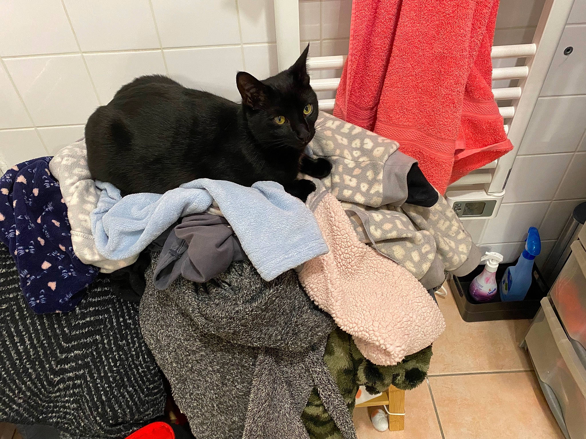 Hoper participe au concours pour gagner de l'argent avec cette photo : bag, black_cat, bombay, canidae, carmine, carnivore, cat, comfort, dog_breed, domestic_short_haired_cat, felidae, flooring, fur, human_leg, linens, pattern, sitting, small_to_medium_sized_cats, tail, whiskers