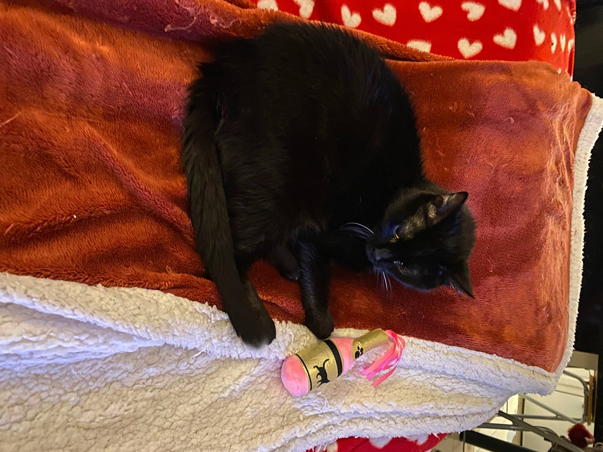 Chouchen a rejoint le concours — aidez-le/la à gagner de superbes lots ! black_cat, bombay, brown, carmine, carnivore, cat, cat_supply, claw, comfort, domestic_short_haired_cat, felidae, fur, havana_brown, linens, nap, room, small_to_medium_sized_cats, tail, tints_and_shades, whiskers