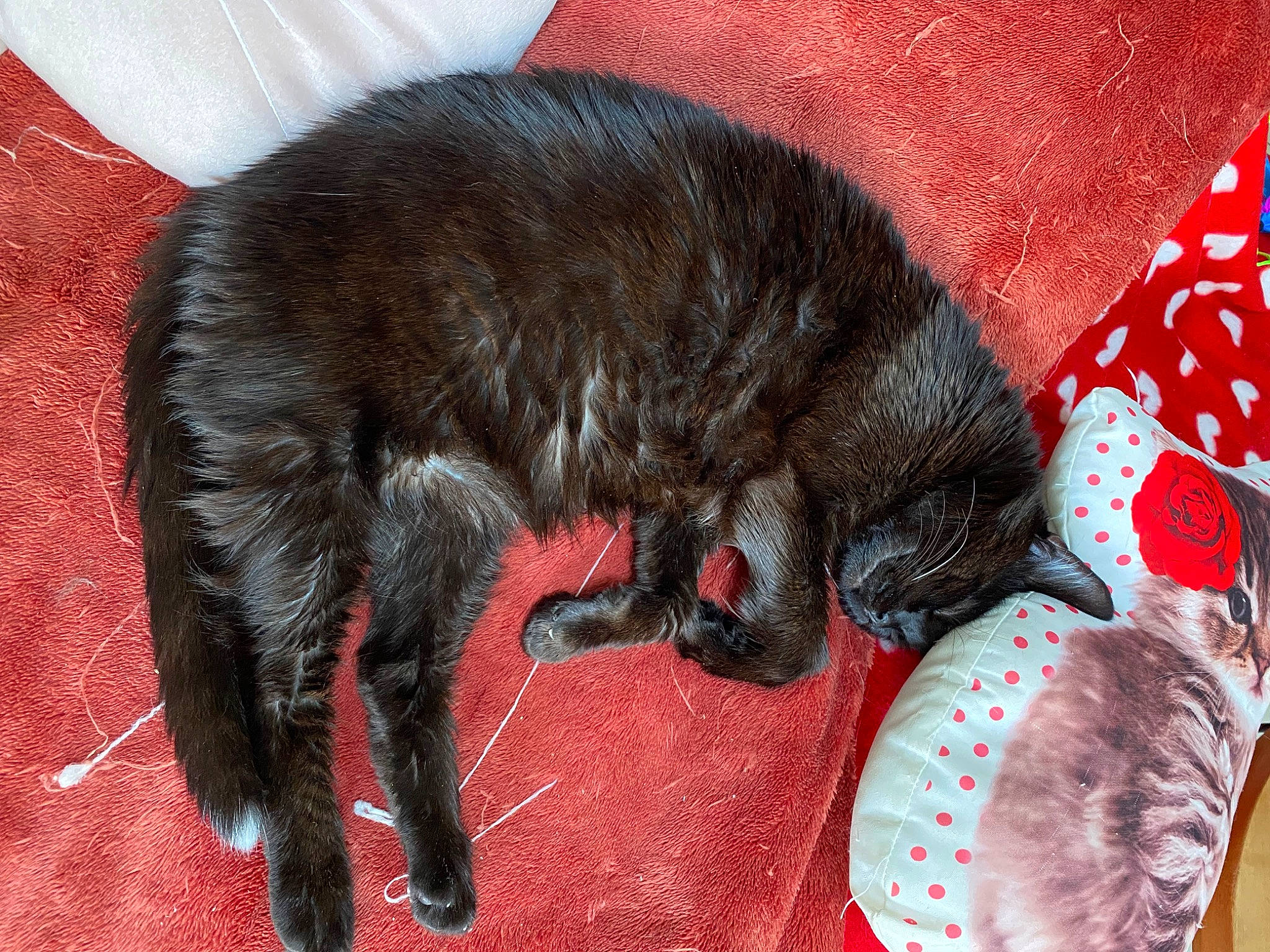 Chouchen a rejoint le concours — aidez-le/la à gagner de superbes lots ! black_cat, carmine, carnivore, cat, claw, comfort, dog_breed, domestic_short_haired_cat, felidae, fur, linens, liver, mammal, nap, pattern, paw, small_to_medium_sized_cats, tail, terrestrial_animal, whiskers