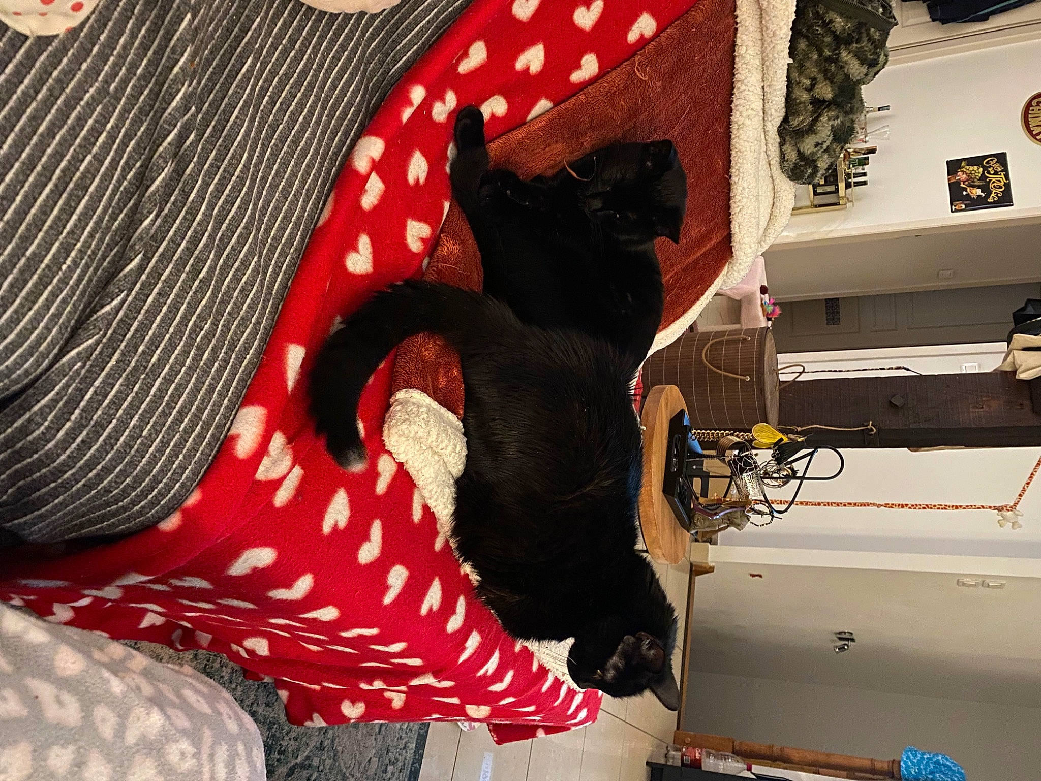 Chouchen a rejoint le concours — aidez-le/la à gagner de superbes lots ! bag, carmine, coquelicot, fashion_accessory, felidae, flag_of_the_united_states, font, fur, human_leg, linens, pattern, plaid, room, sleeve, sportswear, sunglasses, t_shirt, tartan, tints_and_shades, visual_arts