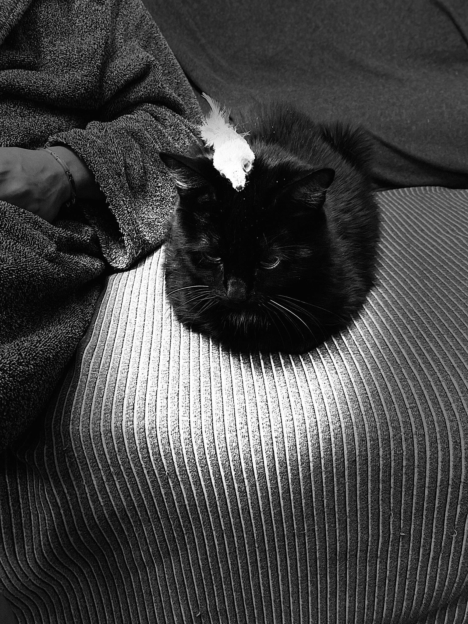 Chouchen participe au concours pour gagner de l'argent avec cette photo : black_cat, bombay, carnivore, cat, close_up, comfort, eye, facial_hair, felidae, grey, head, human_body, leg, monochrome, monochrome_photography, small_to_medium_sized_cats, snout, style, tints_and_shades, whiskers