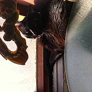 Chuchen a rejoint le concours — aidez-le/la à gagner de superbes lots !