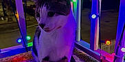 Chu Chien joined the competition — help win amazing prizes! cat, feline, pet, string_lights, colorful_lights, night, balcony, railing, paw, whiskers, portrait, outdoor, festive, glowing, purple_light, concrete_floor, sitting, ears, striped_fur, shadow