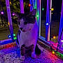 cat, feline, pet, string_lights, colorful_lights, night, balcony, railing, paw, whiskers, portrait, outdoor, festive, glowing, purple_light, concrete_floor, sitting, ears, striped_fur, shadow