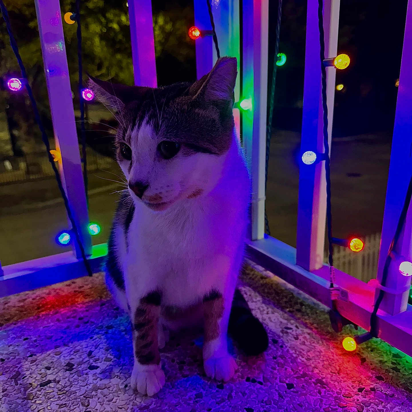 Chu Chien joined the competition — help win amazing prizes! balcony, cat, colorful_lights, concrete_floor, ears, feline, festive, glowing, night, outdoor, paw, pet, portrait, purple_light, railing, shadow, sitting, string_lights, striped_fur, whiskers