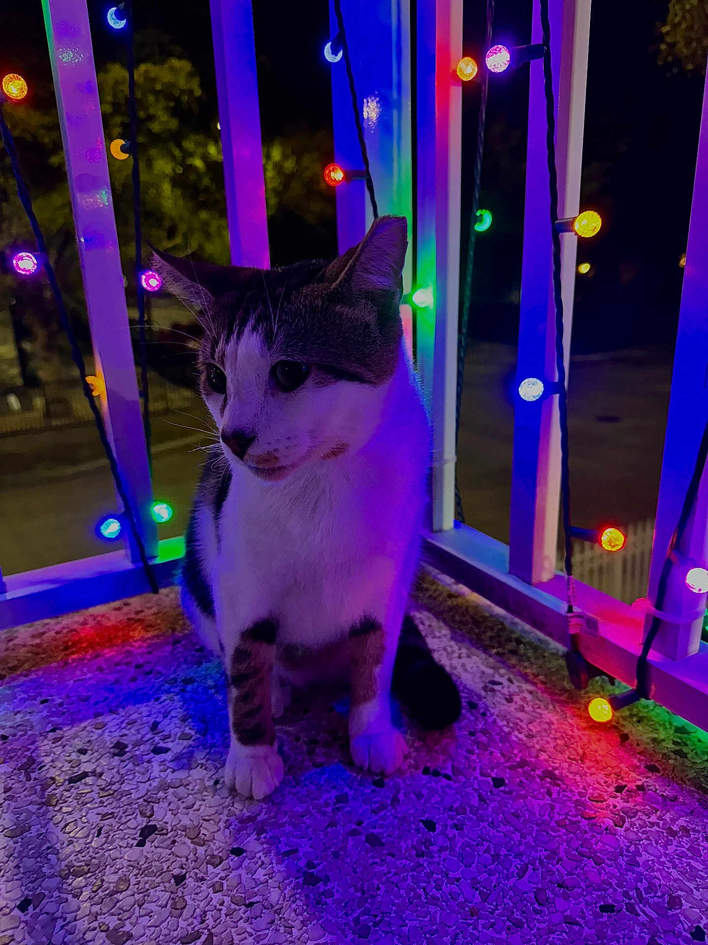 Chu Chien joined the competition — help win amazing prizes! cat, feline, pet, string_lights, colorful_lights, night, balcony, railing, paw, whiskers, portrait, outdoor, festive, glowing, purple_light, concrete_floor, sitting, ears, striped_fur, shadow
