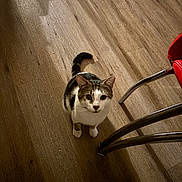 Chu Chien joined the competition — help win amazing prizes! cat, tabby, pet, indoor, wooden_floor, chair_leg, red_chair, whiskers, paws, looking_up, curious, white_fur, brown_fur, portrait, animal_face, domestic_pet, floor_texture, shadow, home_interior, small_animal