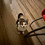 cat, tabby, pet, indoor, wooden_floor, chair_leg, red_chair, whiskers, paws, looking_up, curious, white_fur, brown_fur, portrait, animal_face, domestic_pet, floor_texture, shadow, home_interior, small_animal