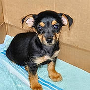Charlie is registered to the contest to win money with this photo: puppy, dog, black, tan, cardboard_box, towel, striped, cute, pet, animal, sitting, small, young, ears, fur, paw, indoor, looking, adorable, companion