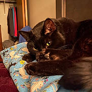 Simba is registered to the contest to win money with this photo: animal, bedroom, black_cat, blanket, cat, clothing, cozy, eyes, fur, furniture, home, indoor, pattern, paw, pet, relaxation, resting, sleepy, soft, warm_lighting