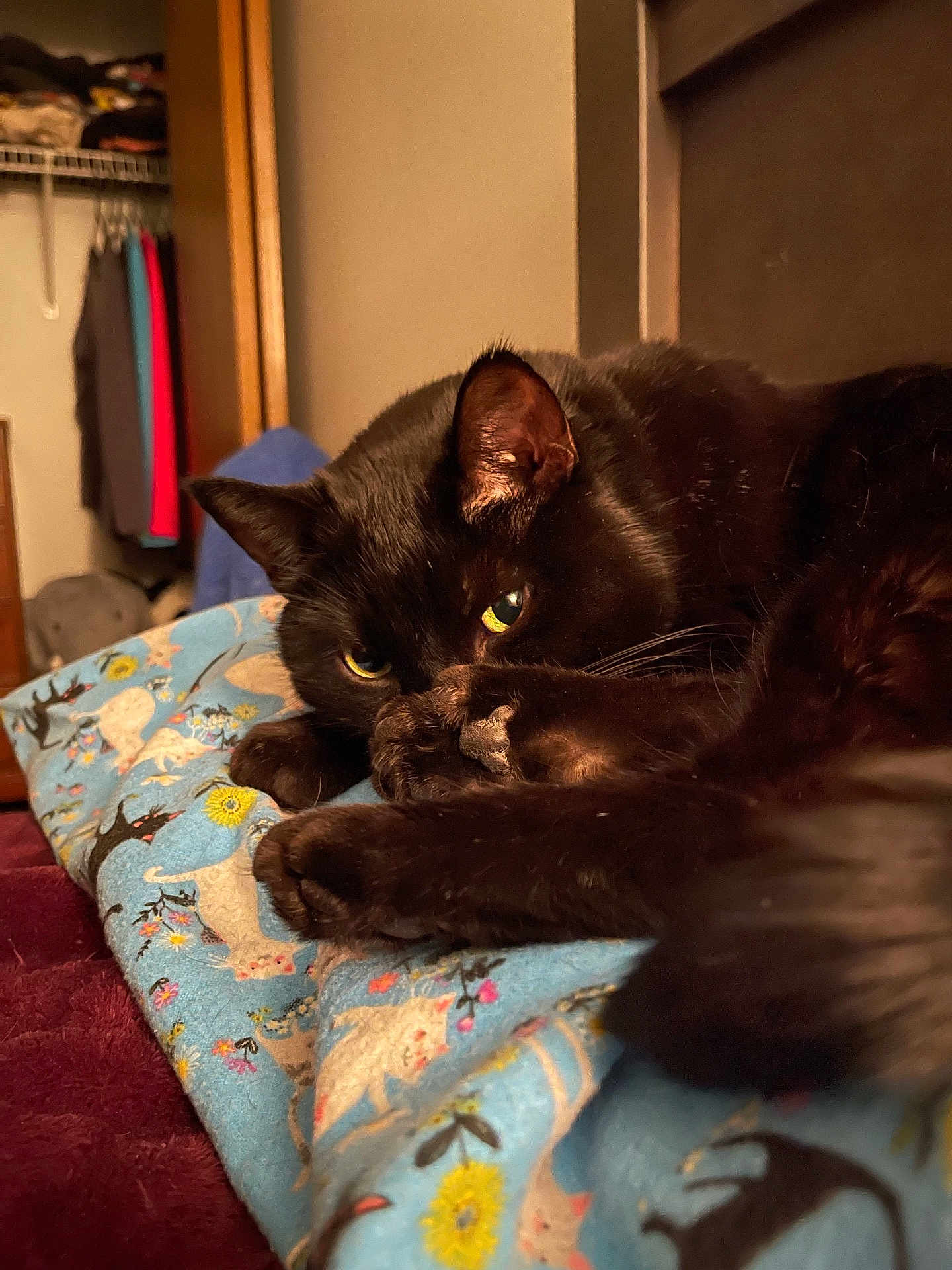 Simba