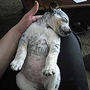 Bella is registered to the contest to win money with this photo: belly, carpet, cozy, cute, dog, domestic, furniture, hand, indoor, lap, nap, paper, paw, pet, puppy, relaxed, sleeping, spotted, table, young