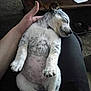 belly, carpet, cozy, cute, dog, domestic, furniture, hand, indoor, lap, nap, paper, paw, pet, puppy, relaxed, sleeping, spotted, table, young