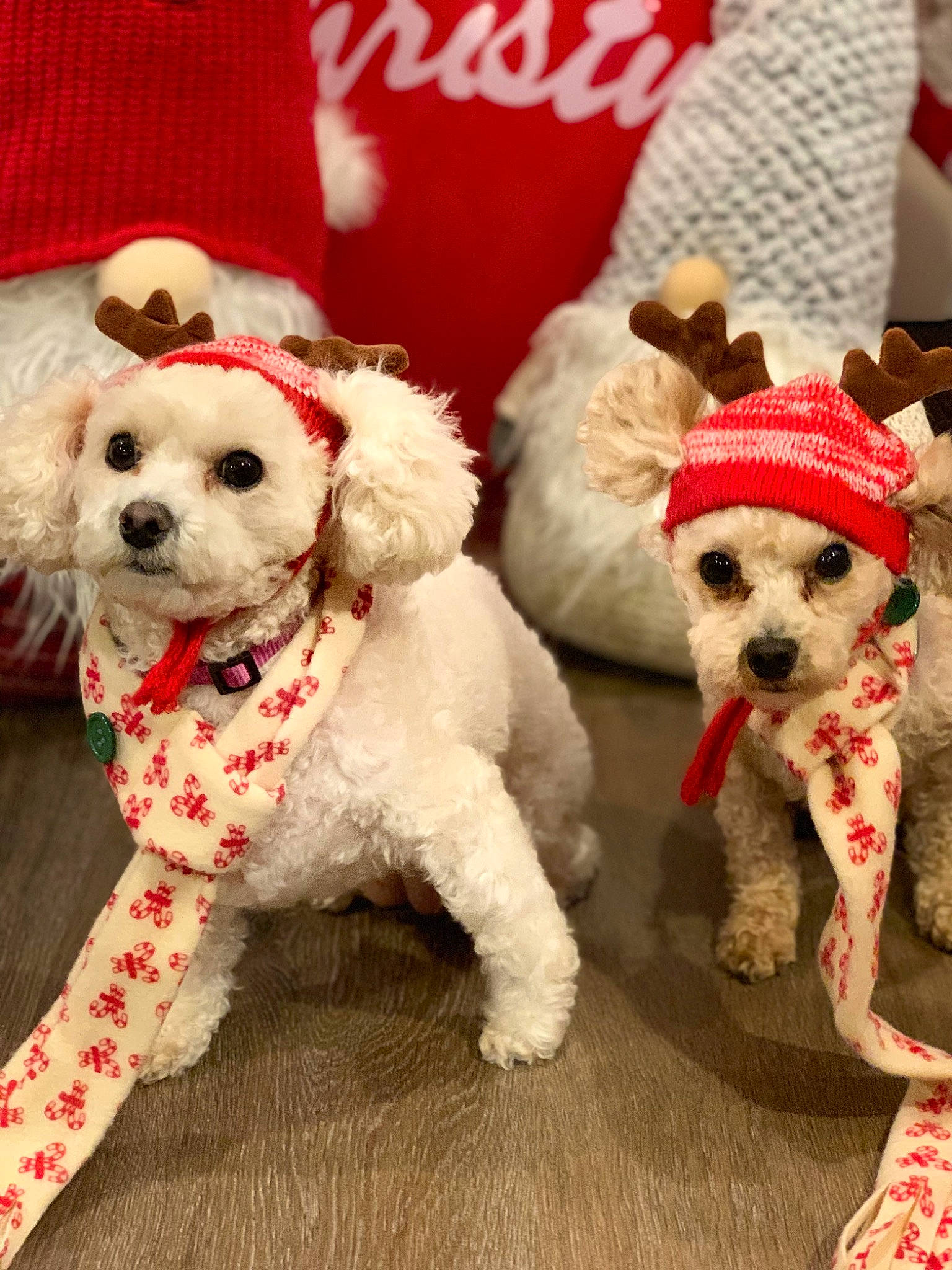 Cookie And Annie is registered to the contest to win money with this photo: art, canidae, carmine, carnivore, companion_dog, creative_arts, dog, dog_breed, dog_supply, event, fashion_accessory, fawn, font, fur, pattern, pet_supply, plush, snout, stuffed_toy, toy