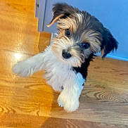 Murphy joined the competition — help win amazing prizes! puppy, dog, small_dog, fluffy, wooden_floor, indoor, pet, cute, motion_blur, curious, looking_up, ears, fur, black_and_white, brown, young_dog, animal, playful, home, floor