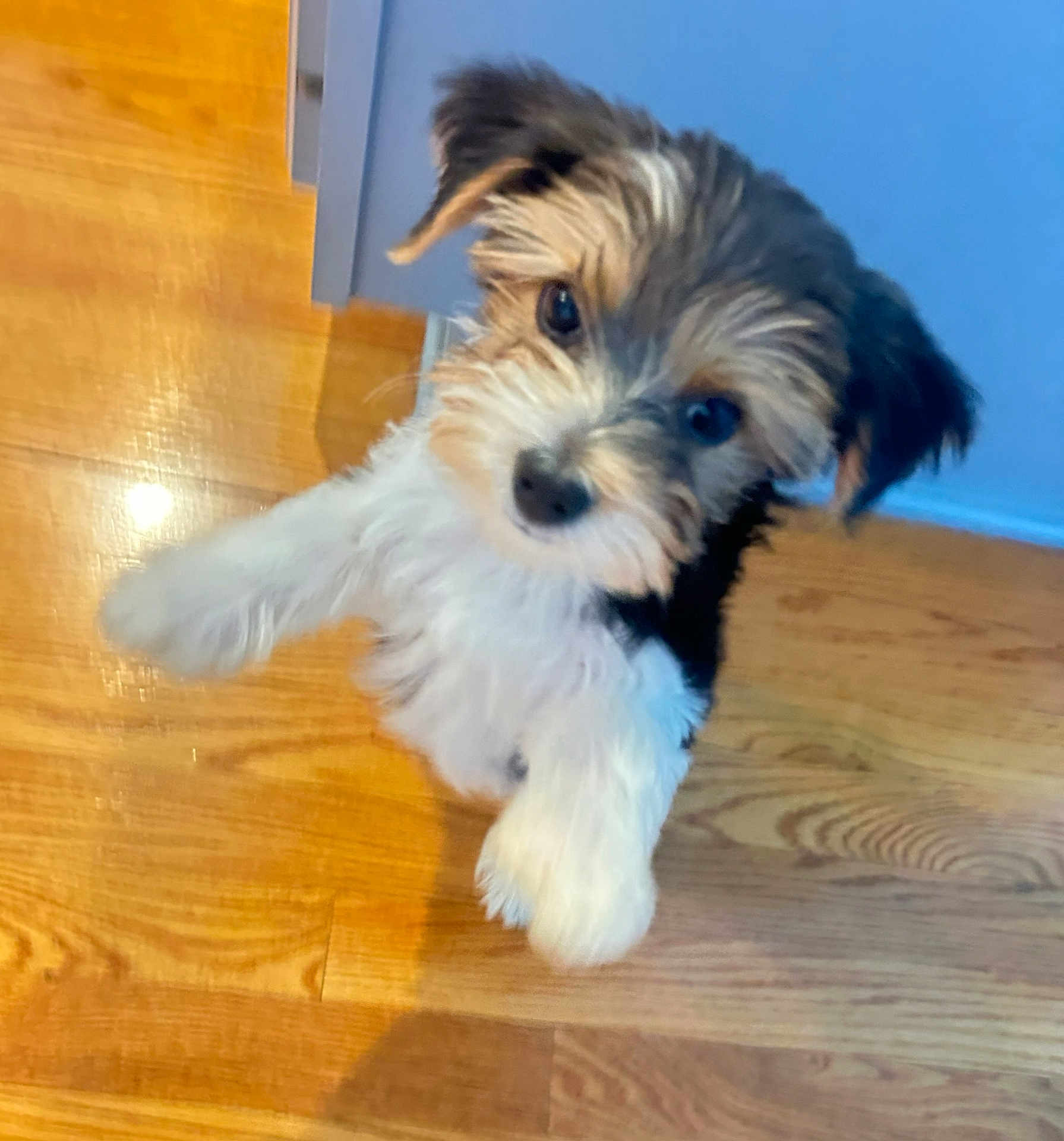 Murphy joined the competition — help win amazing prizes! puppy, dog, small_dog, fluffy, wooden_floor, indoor, pet, cute, motion_blur, curious, looking_up, ears, fur, black_and_white, brown, young_dog, animal, playful, home, floor