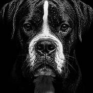 Vagner a rejoint le concours — aidez-le/la à gagner de superbes lots ! dog, portrait, black_and_white, wet, close_up, animal, canine, face, fur, droplets, expression, black_background, serious, eyes, whiskers, snout, nose, studio, moody, texture