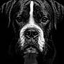 dog, portrait, black_and_white, wet, close_up, animal, canine, face, fur, droplets, expression, black_background, serious, eyes, whiskers, snout, nose, studio, moody, texture