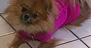 Riley joined the competition — help win amazing prizes! dog, small_dog, pink_sweater, fluffy, tile_floor, indoor, pet, cute, animal, fur, lying_down, looking_at_camera, domestic_animal, companion, casual, snapshot, floor_tiles, mood_text, colorful_text, relaxed
