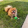 Riley joined the competition — help win amazing prizes! dog, pomeranian, grass, ball, pet, outdoor, happy, tongue_out, sunny_day, suburban, house, tree, sidewalk, playing, fur, small_dog, canine, nature, leisure, yard