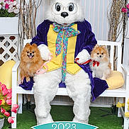 Riley joined the competition — help win amazing prizes! costume, dog_costume, pomeranian, small_dog, bench, indoor, flower, artificial_grass, person_in_costume, glasses, bow_tie, white_fur, purple_jacket, yellow_vest, decor, cute_dog, pet, sitting, ribbon, banner