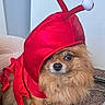 Riley is registered to the contest to win money with this photo: dog, costume, lobster, pet, indoor, brown_fur, carpet, animal, cute, funny, clothing, small_dog, adorable, face, eyes, sitting, furry, red, playful, puppy