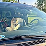 dog, vehicle, car_interior, windshield, leather_seat, sunlight, outdoor, greenery, grass, dashboard, steering_wheel, pet, canine, daylight, collar, window, parked_car, happy, fur, seat