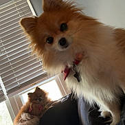 Ruby is registered to the contest to win money with this photo: dog, pomeranian, indoor, couch, window, blinds, pet, fluffy, fur, relaxing, curious, animal, companion, domestic, two_dogs, home, light, shadow, cozy, resting