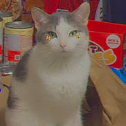 Monster joined the competition — help win amazing prizes! animal, box, butterfly_stickers, canned_goods, cat, cute, domestic, eyes, food, fur, gray, indoor, package, paper, pet, quiet, sitting, still, tail, white