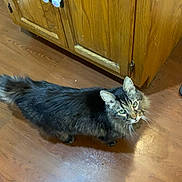 Kitten Mittens is registered to the contest to win money with this photo: animal, cabinet, cat, curious, domestic_animal, feline, floor_reflection, fur, green_eyes, home, household, indoor, kitten, looking_up, mammal, pet, tabby, tail, whiskers, wooden_floor