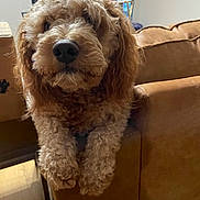 Bear is registered to the contest to win money with this photo: dog, curly_hair, brown_couch, indoor, pet, animal, furniture, living_room, cozy, relaxed, canine, close_up, floor, home, domestic, fur, cute, companion, resting, portrait