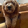 dog, curly_hair, brown_couch, indoor, pet, animal, furniture, living_room, cozy, relaxed, canine, close_up, floor, home, domestic, fur, cute, companion, resting, portrait