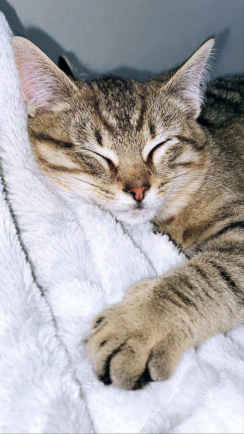 Simba a rejoint le concours — aidez-le/la à gagner de superbes lots ! carnivore, cat, claw, comfort, domestic_short_haired_cat, felidae, fur, mammal, nap, paw, small_to_medium_sized_cats, snout, tabby_cat, vertebrate, whiskers