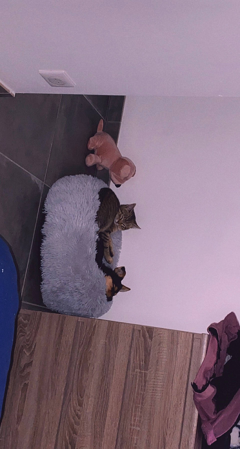 Simba a rejoint le concours — aidez-le/la à gagner de superbes lots ! carnivore, dog_breed, felidae, floor, fur, small_to_medium_sized_cats, stuffed_toy, tail