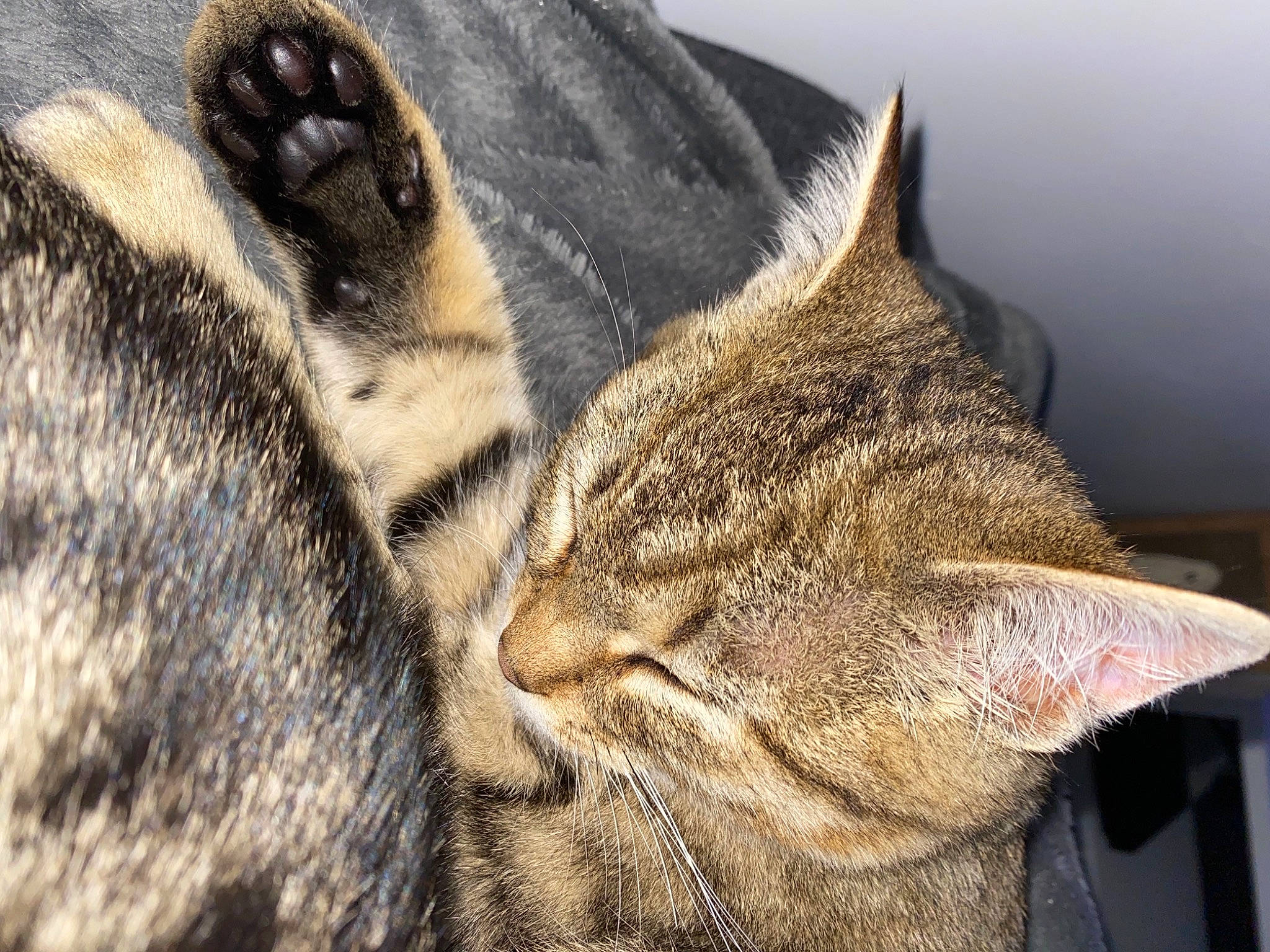 Simba a rejoint le concours — aidez-le/la à gagner de superbes lots ! carnivore, cat, close_up, domestic_short_haired_cat, fawn, felidae, fur, natural_material, small_to_medium_sized_cats, snout, tabby_cat, vertebrate, whiskers