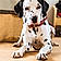 Arlo