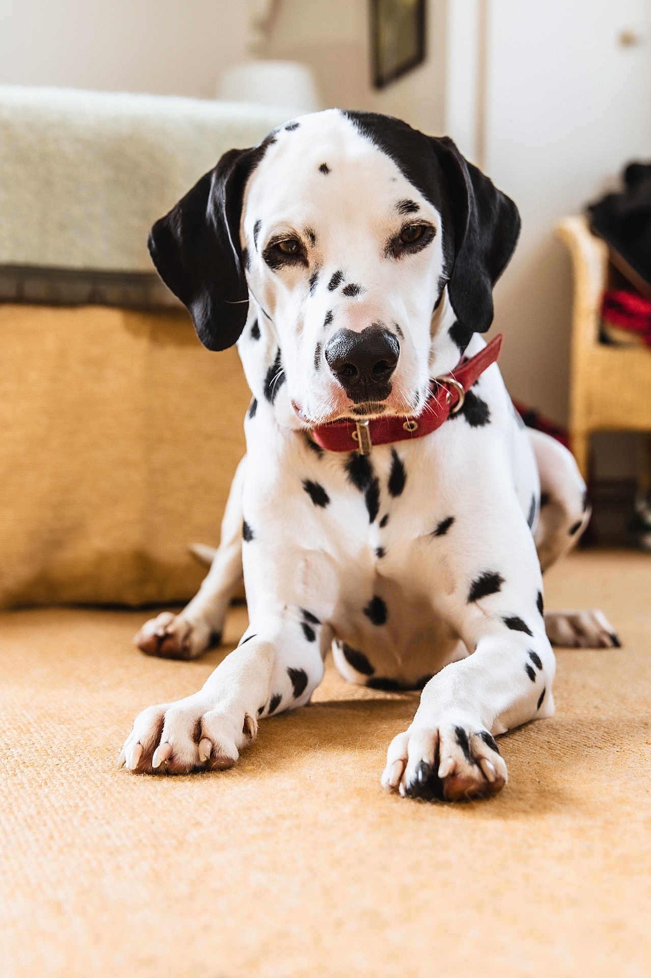 Arlo joined the competition — help win amazing prizes! dalmatian, dog, pet, indoor, carpet, collar, white, black_spots, canine, animal, lying_down, paw, fur, domestic, closeup, portrait, relaxed, home, furniture, calm